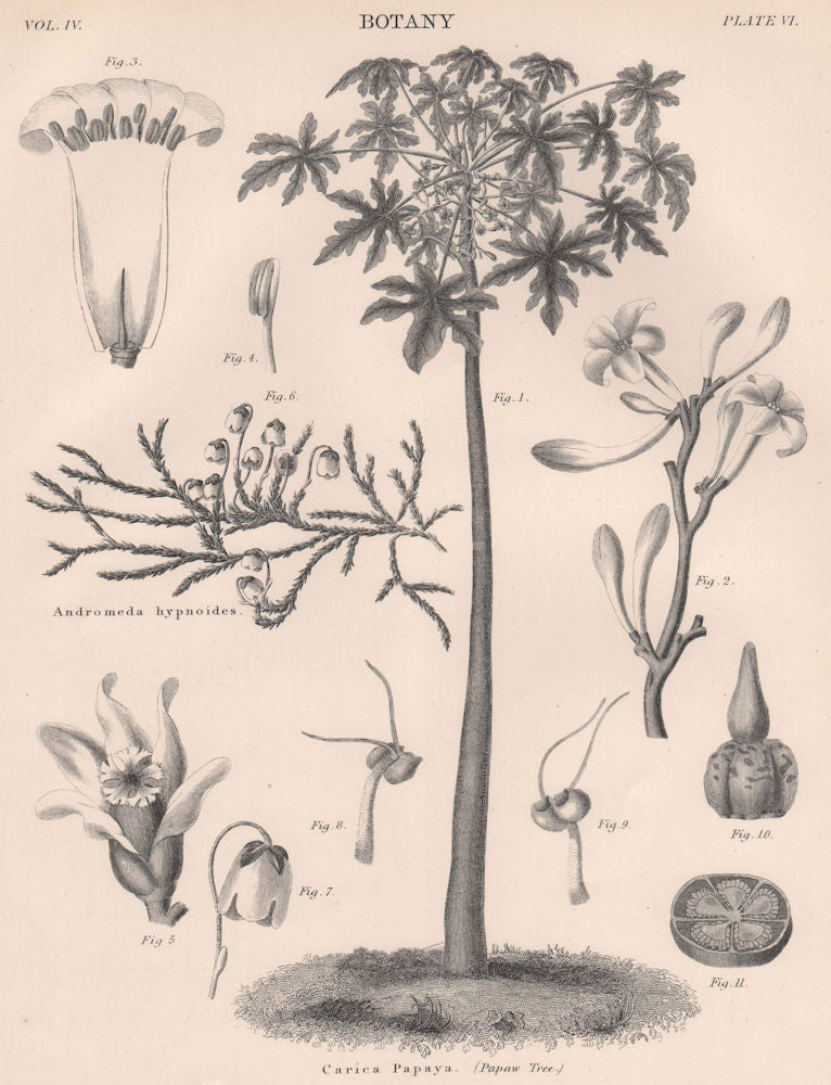 Carica Papaya (Papaw Tree); Andromeda Hypnoides 1898 old antique print picture